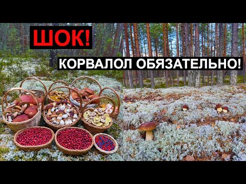 Видео: Зашёл В ЛЕС и НЕ ПОВЕРИЛ! Миллион ГРИБОВ в ЗАМОРОЗКИ! Белые грибы и подосиновики ВЕЗДЕ! Карелия 2023