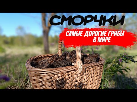 Видео: ДЕЛИКАТЕСНЫЕ ГРИБЫ СМОРЧКИ! Как найти и где растут?...