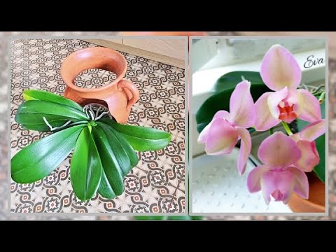 Видео: деградация дорогой #ОРХИДЕИ 🩸долгий путь к возрождению 🩸 #Легато