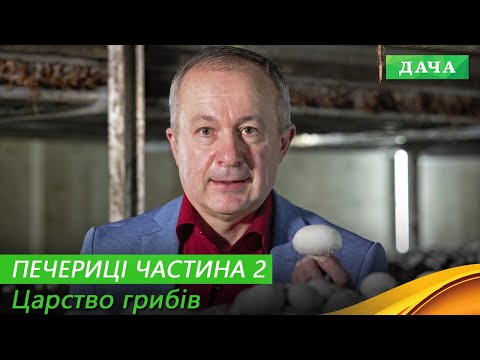 Видео: Плодоношення і збір ПЕЧЕРИЦЬ. Як виростити якісні гриби? Частини 2.
