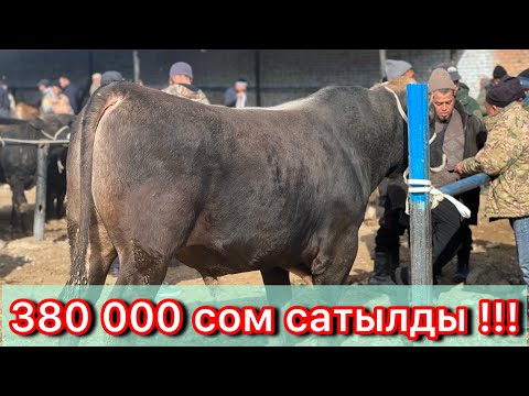 Видео: Буканы ГИГАНТЫ ЧЫКТЫ ПАЙ ПАЙ ЖЭРИДЕН КАРАВАН БУКА БАЗАРЫ !!!! 