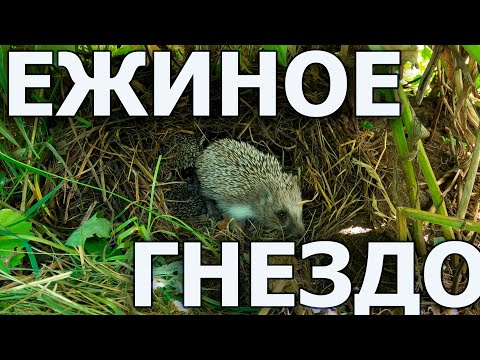 Видео: Гнездо ежа