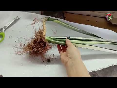 Видео: САНСА BANTEL SENSATION - обзор сорта. Начинаем НОВЫЙ ПЛЕЙЛИСТ по сансевиериям :)