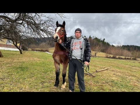 Видео: Жеребчик ФОКУС 9 міс🐎🔥. Навчання лошати🐴син Фараона ⛓️Як правельно навчати лошат🌲