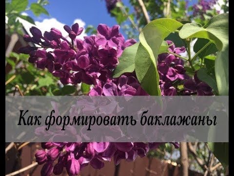 Видео: Как избавиться от почвенных вредителей? Дачные сезоны 26 мая 2018