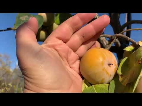 Видео: Хурма сорт12-21 та інші. 26. 10.25