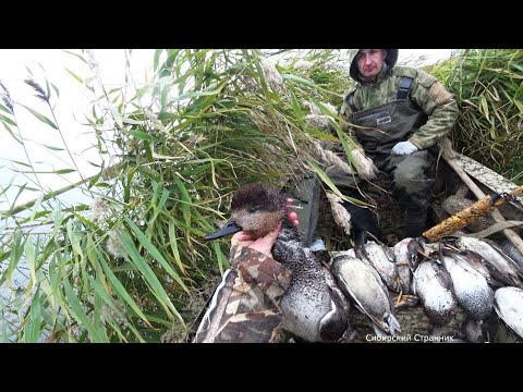 Видео: В дикие места на болотоходе за уткой. Постреляли от души.