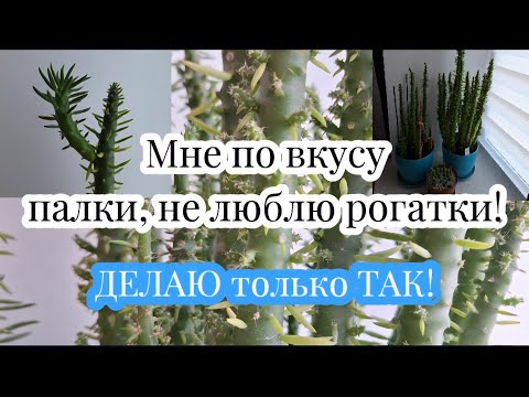 Видео: ФОРМИРОВАНИЕ кактуса МОЕГО СЕРДЦА Аустроцилиндропунции шиловидной 01.09.25г.