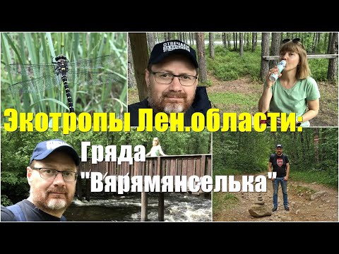 Видео: Гряда Вярямянселька / Экотропы Ленинградской области.