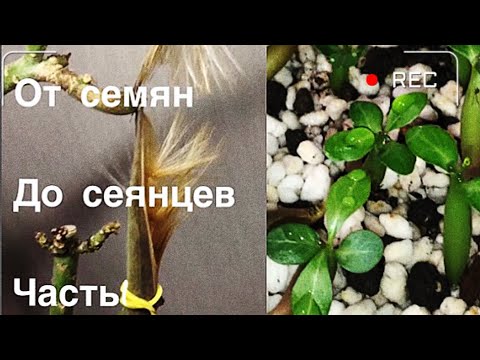 Видео: Адениум. От семян до сеянцев. Часть 1