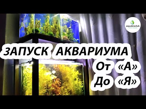 Видео: Запуск аквариума от "А" до "Я"