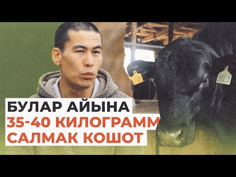 Видео: 15 жылда тапканыма 100 бука алдым. Чүйдөгү фермердин кызыктуу маеги