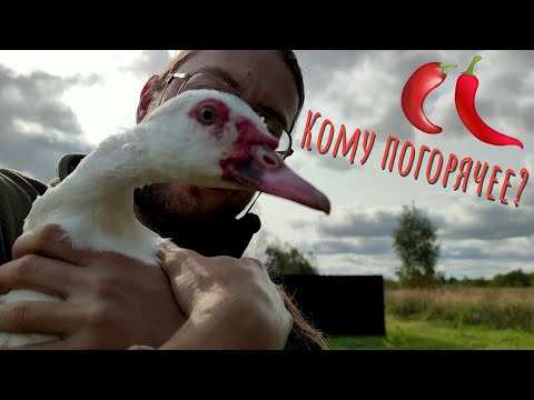 Видео: Любители острых ощущений. Пусти зоолога в огород
