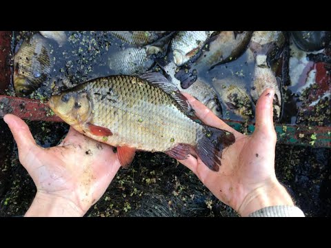 Видео: ЗОЛОТОЕ ОЗЕРО!ЗОЛОТОЙ КАРАСЬ!
