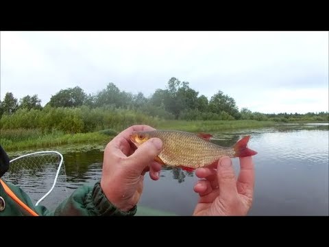 Видео: РЫБАЛКА на КОЛЬЦО на р.ЛУГА или перепаханное поле в ОРЛАХ.