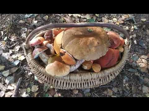 Видео: ОСІНЬ НА ПОЛІССІ. ОДНОГО ВЕРЕСНЕВОГО ДНЯ. БАГАТО ПІДОСИЧНИКІВ ТА ІНШ.