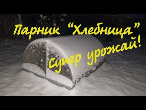 Видео: Парник «Хлебница» сбор урожая/ Парник поздней осенью/ Часть 4/5