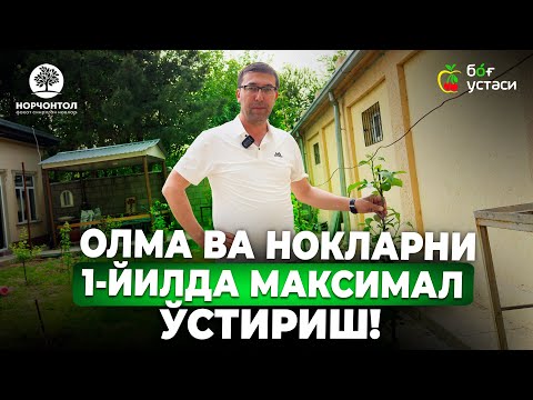 Видео: ОЛМА ВА НОКЛАРНИ 1-ЙИЛДА МАКСИМАЛ ЎСТИРИШ! | ШУҲРАТ АБРОРОВ #shuhratabrorov #olma #олма #nok