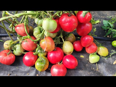 Видео: Эти томаты будете собирать ведрами, урожайные, не пасынкую
