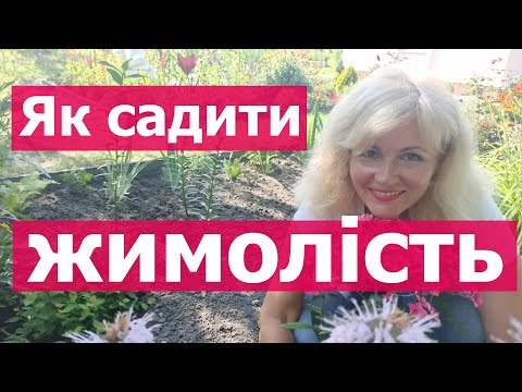 Видео: Як садити жимолість. Посадка жимолості у відкритий ґрунт. ЖИМОЛІСТЬ: посадка та догляд