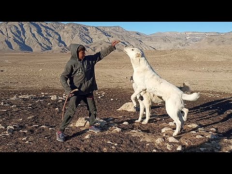 Видео: вернулся как и обещал!!! отарные собаки Туркменский Волкодав! Aboriginal Dog Alabai.
