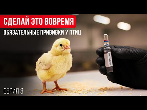 Видео: 5 БОЛЕЗНЕЙ, против которых нужно ОБЯЗАТЕЛЬНО прививать