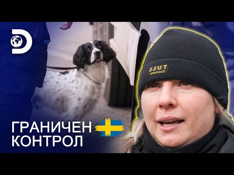 Видео: Какво намери кучето? | Граничен контрол Швеция