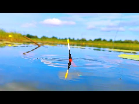 Видео: СУТКИ С ПОПЛАВКОМ НА РЫБАЛКЕ!!! Конец июля начало августа!
