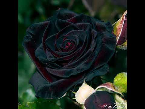 Видео: Рохати калон 2000 сол 😕☝