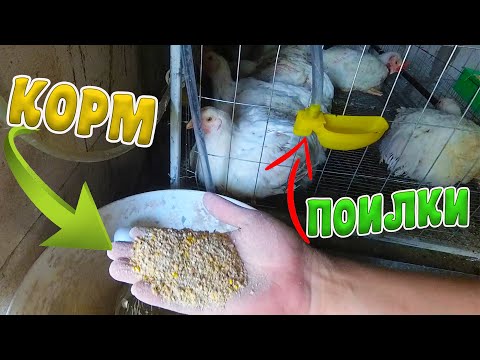 Видео: Бройлер на ДАЧЕ: Поилки, Состав ДРОБЛЕНКИ на ОТКОРМЕ, Клетки, Условия содержания. Пересаживаю птицу