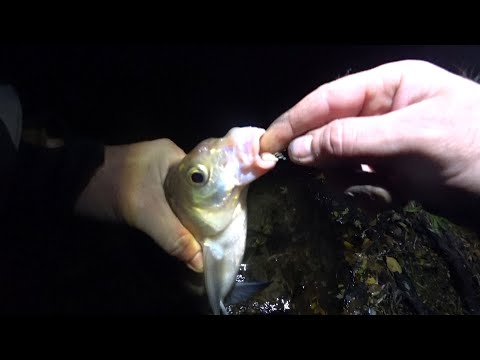 Видео: 🍁 АГРЕСИВНІ КЛЮВАННЯ.  Вночі 🌙 прокльовує хороша рибка на Дніпрі