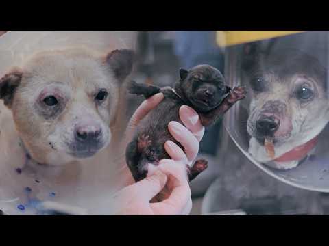 Видео: Животные, которые обгорели, но могут быть счастливы [После лесного пожара в Кёнбуке - Часть 2]