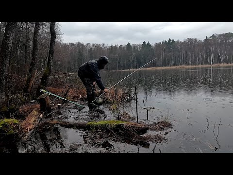 Видео: Риболовля на карася: відкриваємо сезон разом із песиками