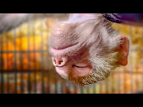 Видео: ВЕЛИКАЯ АКТРИСА или как Люська просилась выйти из вольера!