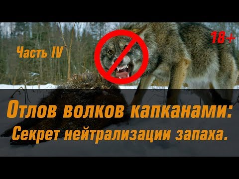 Видео: Секрет нейтрализации запахов капканов