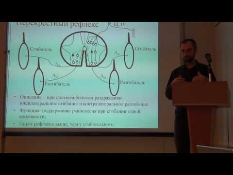 Видео: Спинальные рефлексы 2