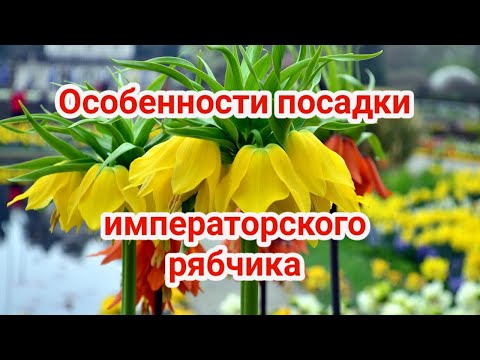 Видео: Особенности посадки императорского рябчика