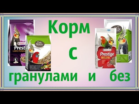 Видео: Поболтаем | Корм попугаев с гранулами и без. Мое мнение.