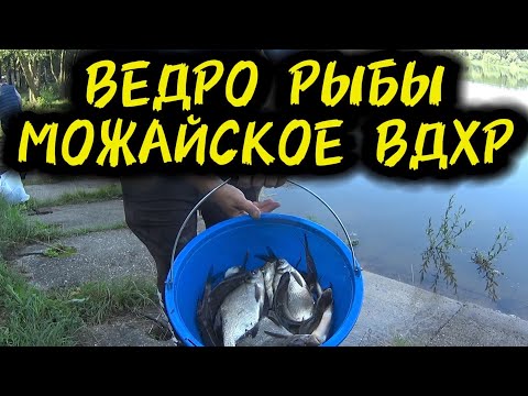 Видео: ВЕДРО РЫБЫ НА МОЖАЙСКОМ ВДХР