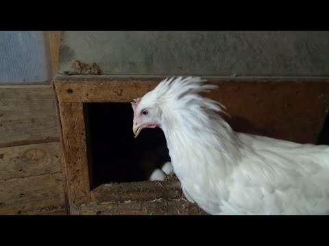 Видео: Где мы покупаем кур несушек.