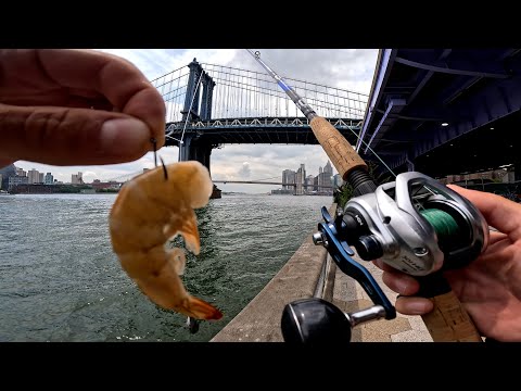 Видео: Рыбалка на Ист-Ривер. Рыбалка с пирса Манхэттена в Нью-Йорке с креветками.