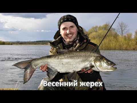 Видео: Трофейный жерех весной по большой воде