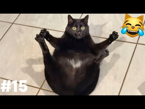 Видео: СМЕХ ДО СЛЕЗ😂 САМЫЕ СМЕШНЫЕ КОШКИ И СОБАКИ 😹🐶 #15
