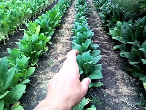 Видео: Пример наличия/отсутствия удобрений 2