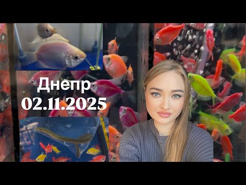 Видео: Зоорынок Днепр 02.11.2025 ( полный обзор) 