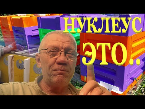 Видео: Лучший улей для нуклеусов из практики Нуклеусы для пчел Что это?