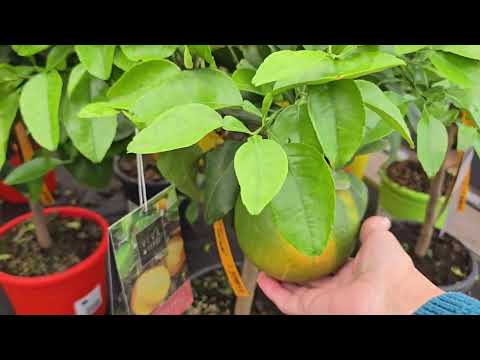 Видео: Цветочный магазин, осенний декор 