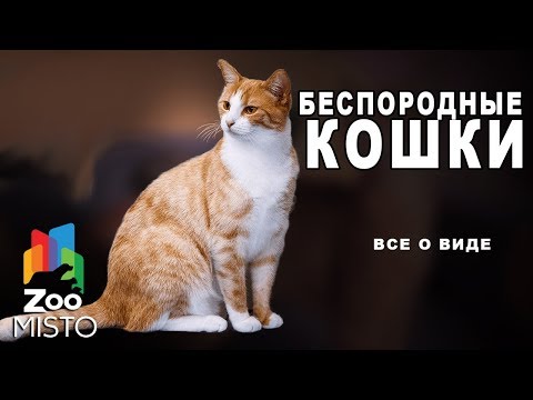 Видео: Беспородные кошки - Все о виде кошек | Беспородные кошки