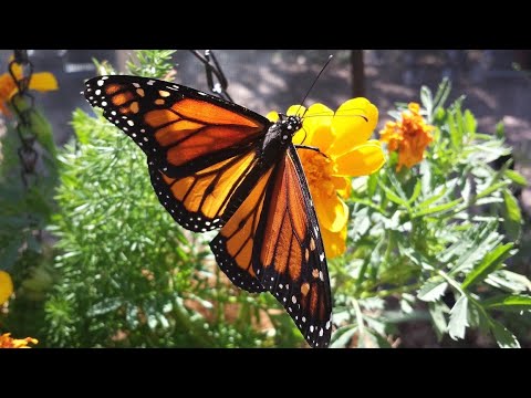 Видео: Бабочка монарх как тотем: характеристики личности и трудности жизненного пути
