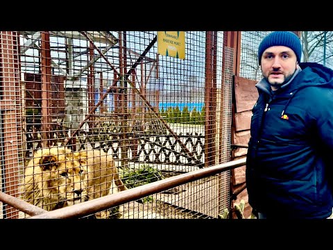 Видео: Мы с Алиной приехали в Минский ЗОО проведать льва Шерхана и убедится что ему здесь «ОЧЕНЬ ПЛОХО»!